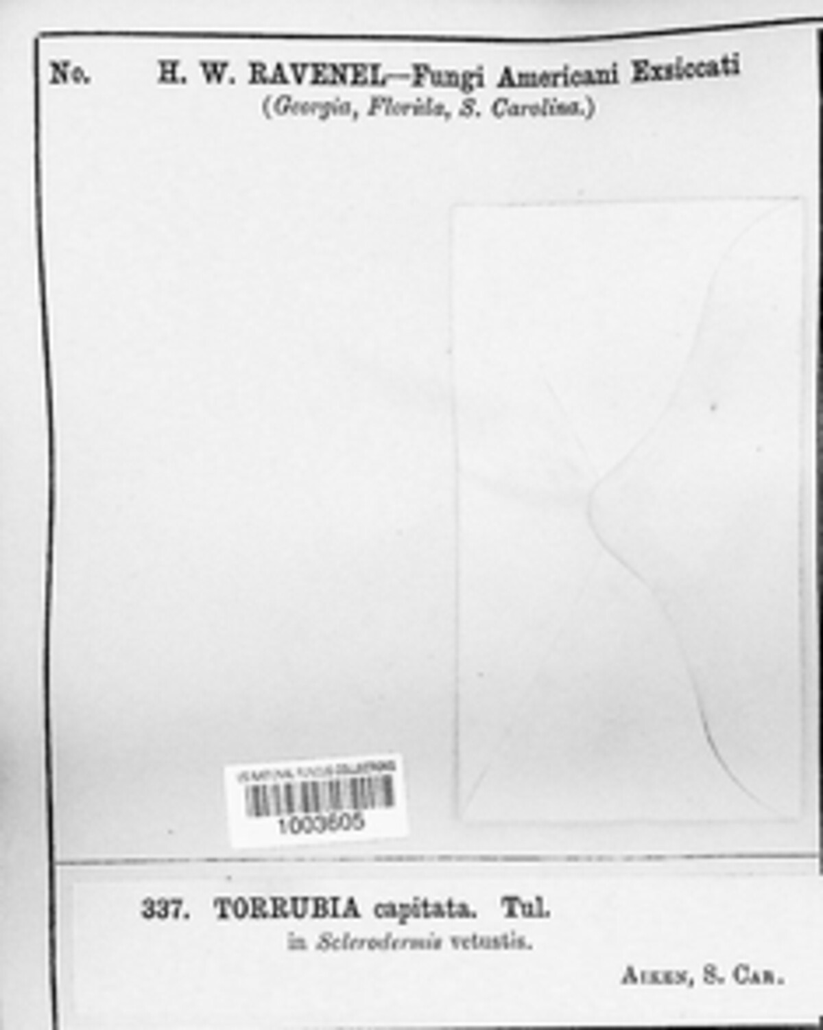 Tolypocladium capitatum image